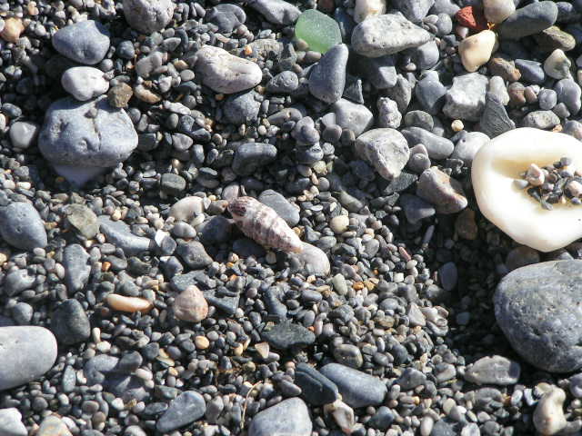 caracola